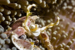 Porcelain crab, Mayotte
Rx100-II and UCL-100 lens, singl... by Takma Lherminier 